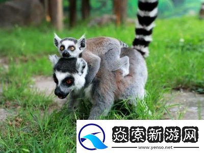 动物王者——狐猴乔伊的独门绝技