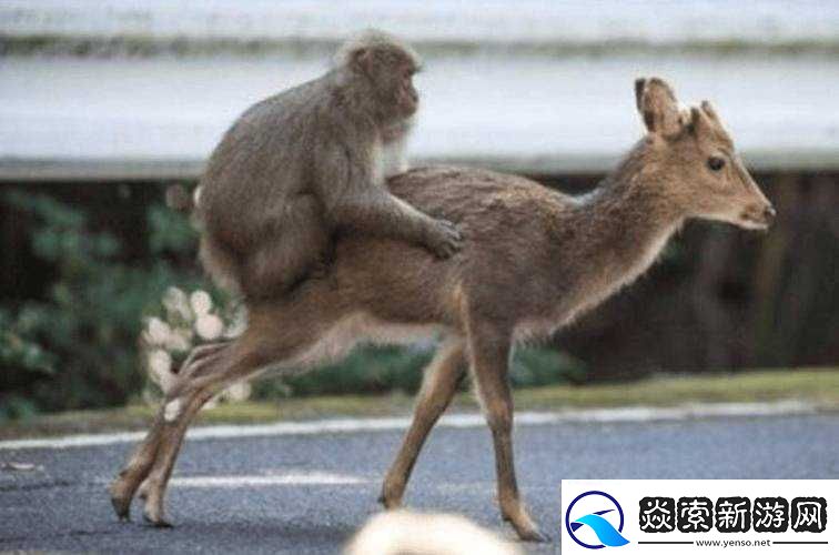 欧美人性与动物**这一令人震惊且违背伦理的行为