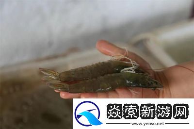 冰湖钓鱼房间创建及故障排除指南