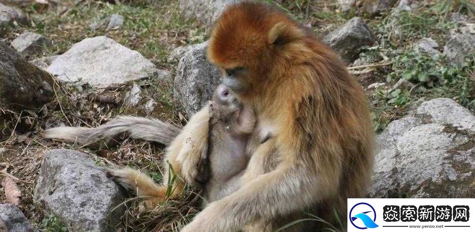 两人生猴子软件