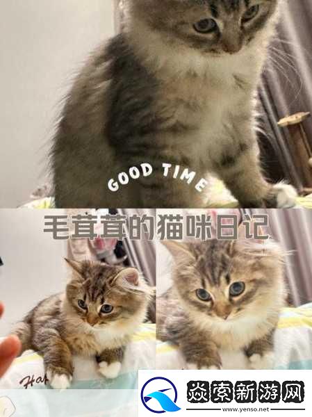 萌宠养成新体验