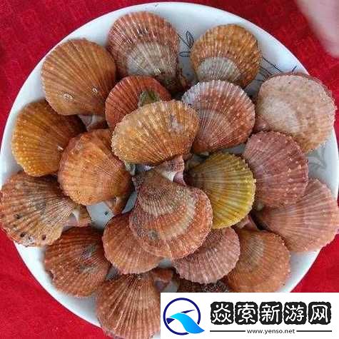 这是我的小扇贝好看吗