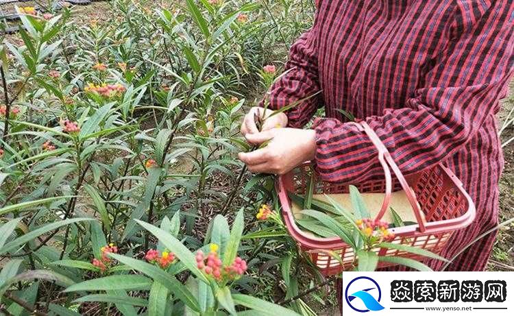 麻豆竹菊观看视频注意事项