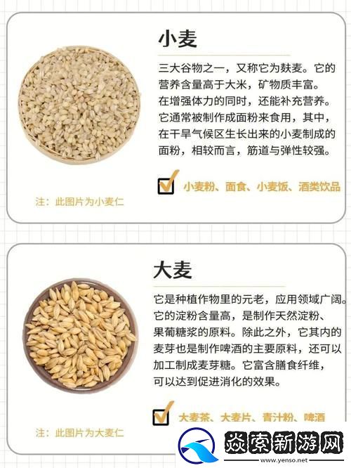探索“麦子交换系列”