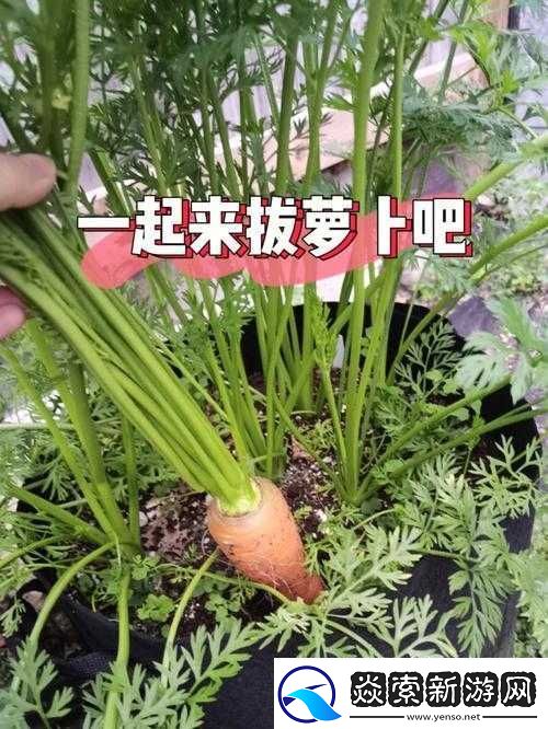 拔萝卜痛又叫降黄9.1
