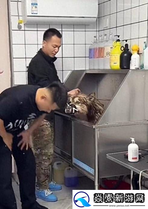 主人已将“艾特”遗体带回家