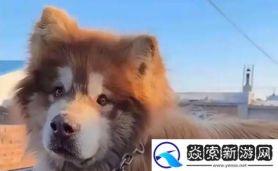 主人已将“艾特”遗体带回家