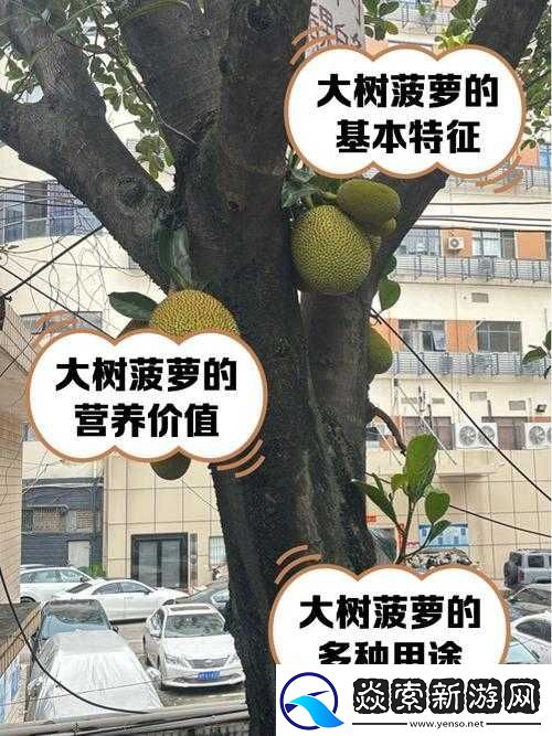 大菠萝福建官方人口