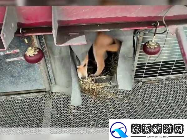 春节归家奇遇记友车内满载爱犬带窝共赴团圆路