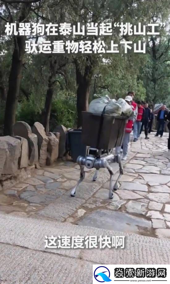 机器狗在泰山“入职”