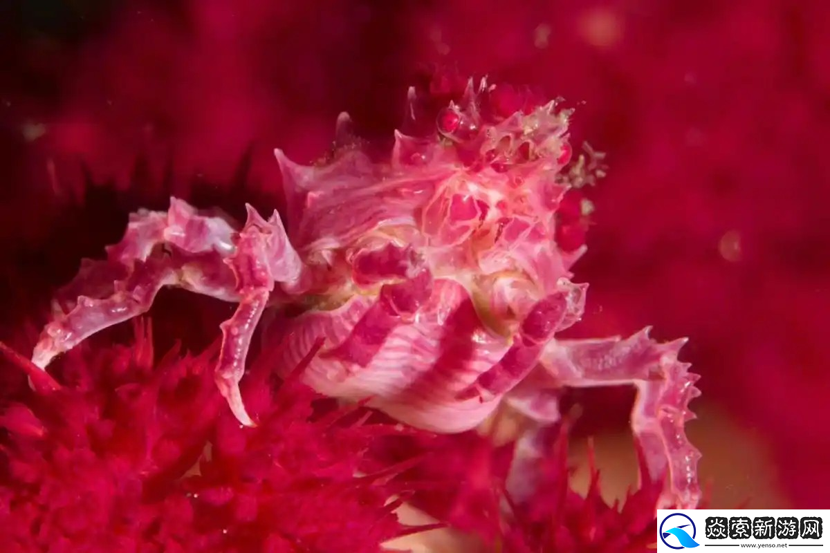 神奇海洋2月13日答案最新2025