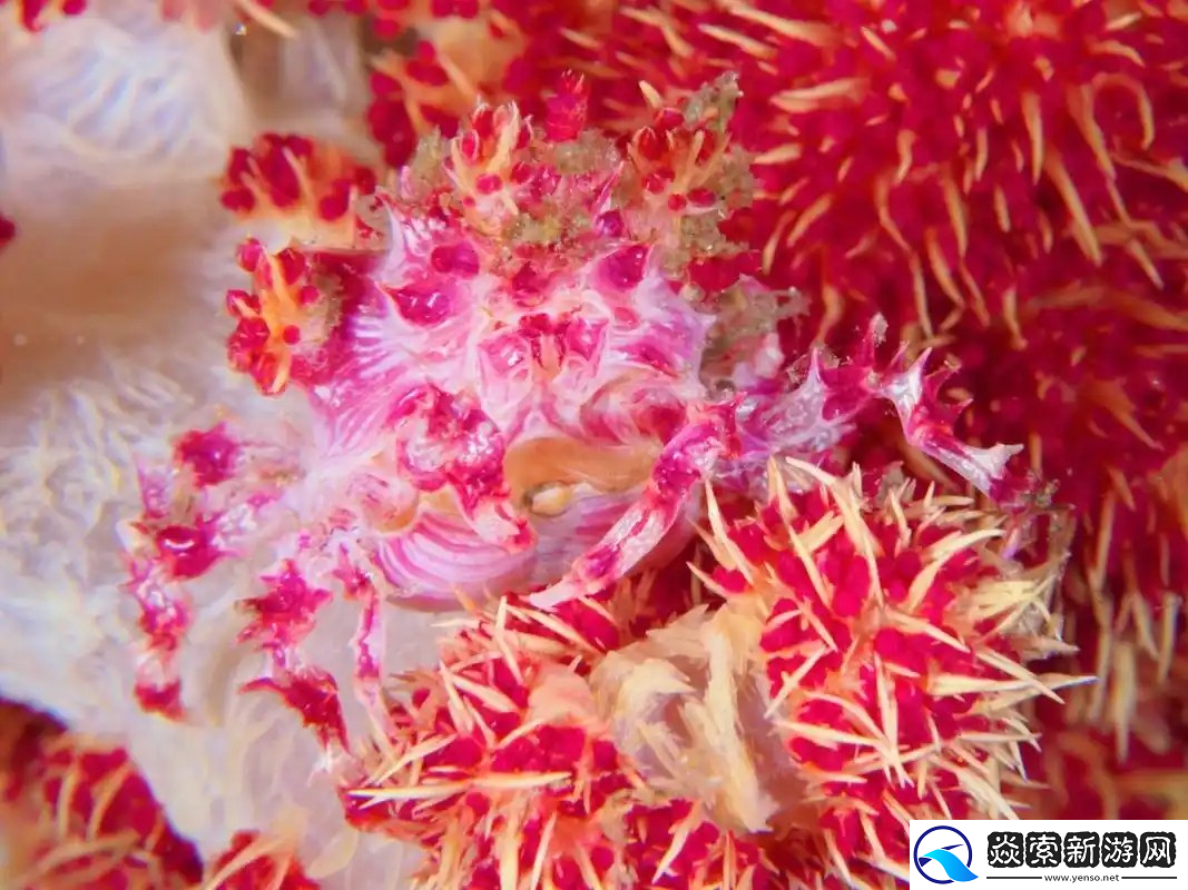 神奇海洋2月13日答案最新2025