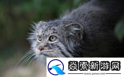 七日世界凝视的黑猫获取方法