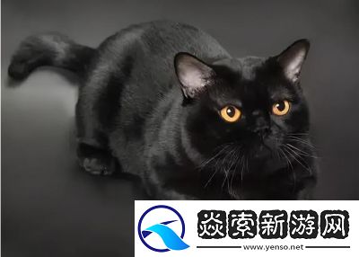 七日世界凝视的黑猫获取方法