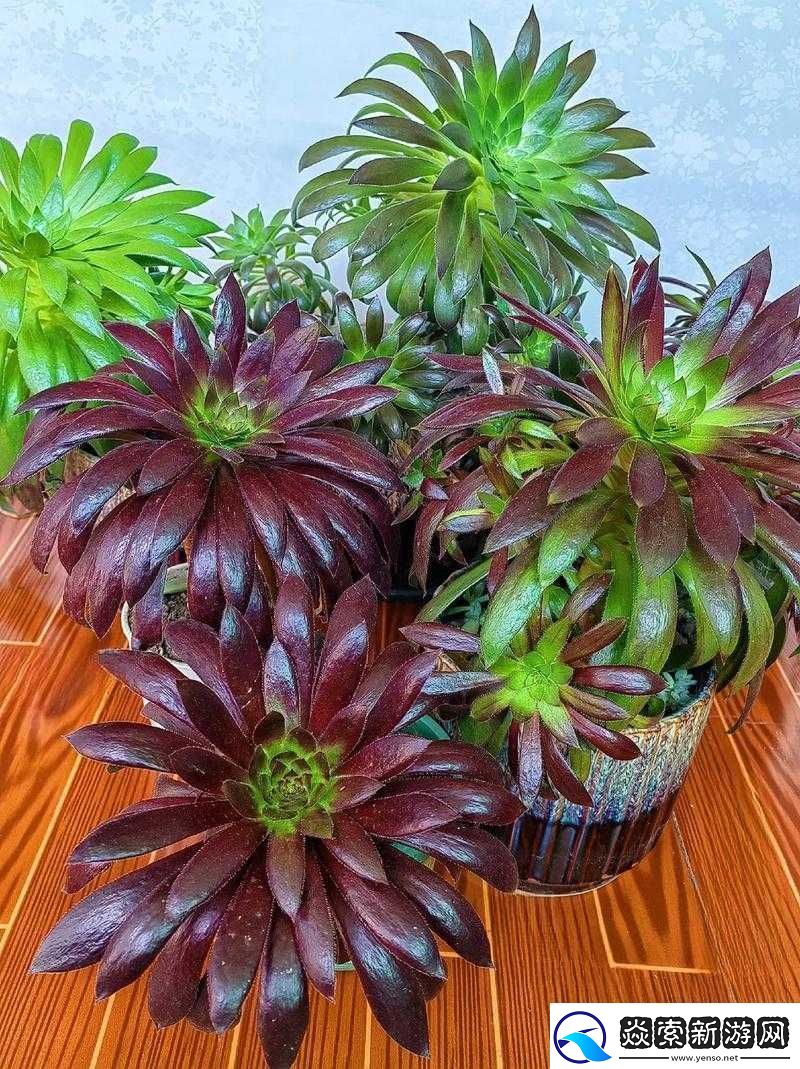 蛋国志中哪位法师最强势