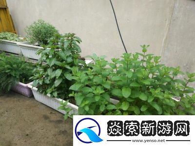 探索温暖香草的秘密所在