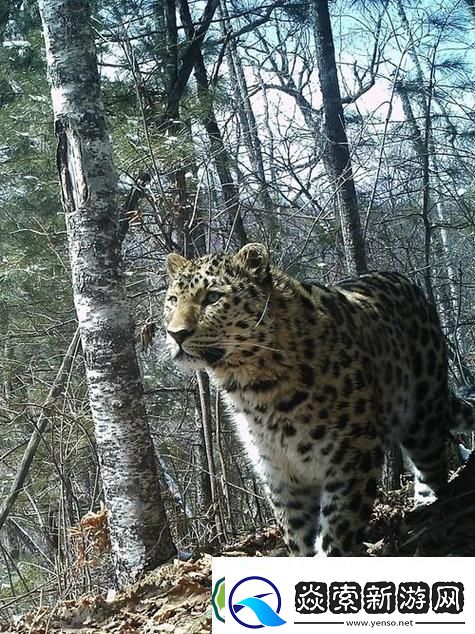 流放之路奇遇与虎共舞的冒险之旅——深入探索老虎宠物魅力