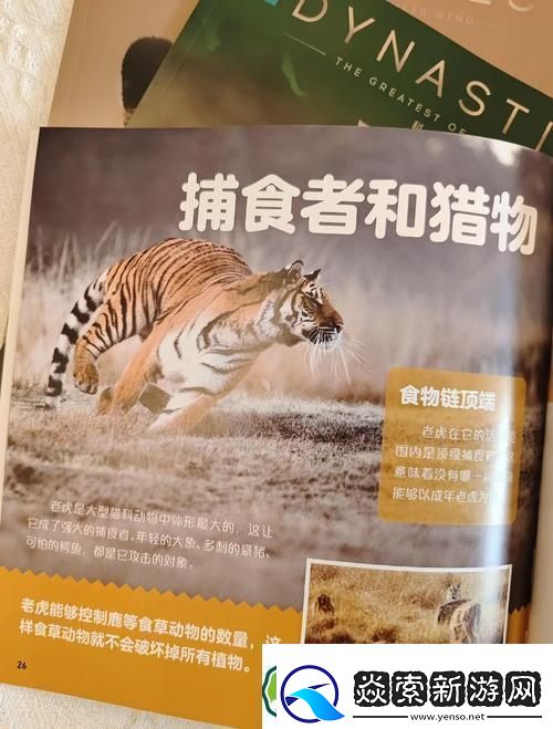 流放之路奇遇与虎共舞的冒险之旅——深入探索老虎宠物魅力