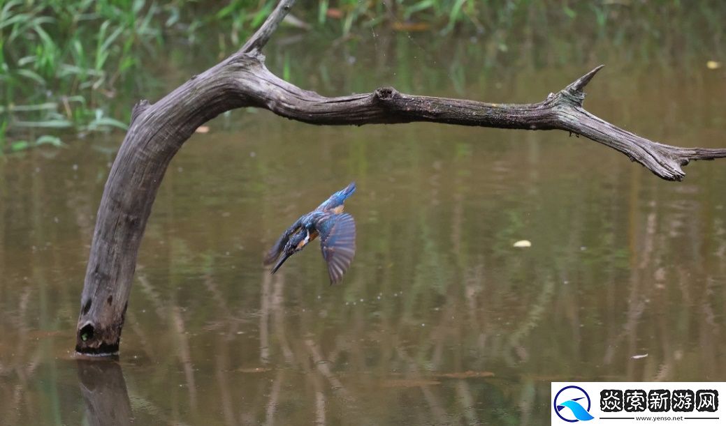 佳能发布全画幅专微相机EOS