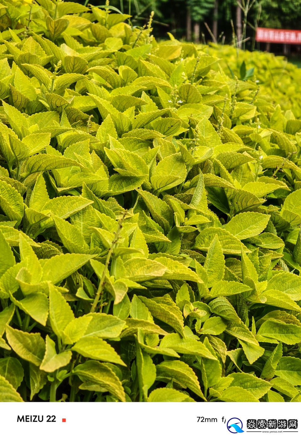 独树一帜的黄金尺寸“颜王”