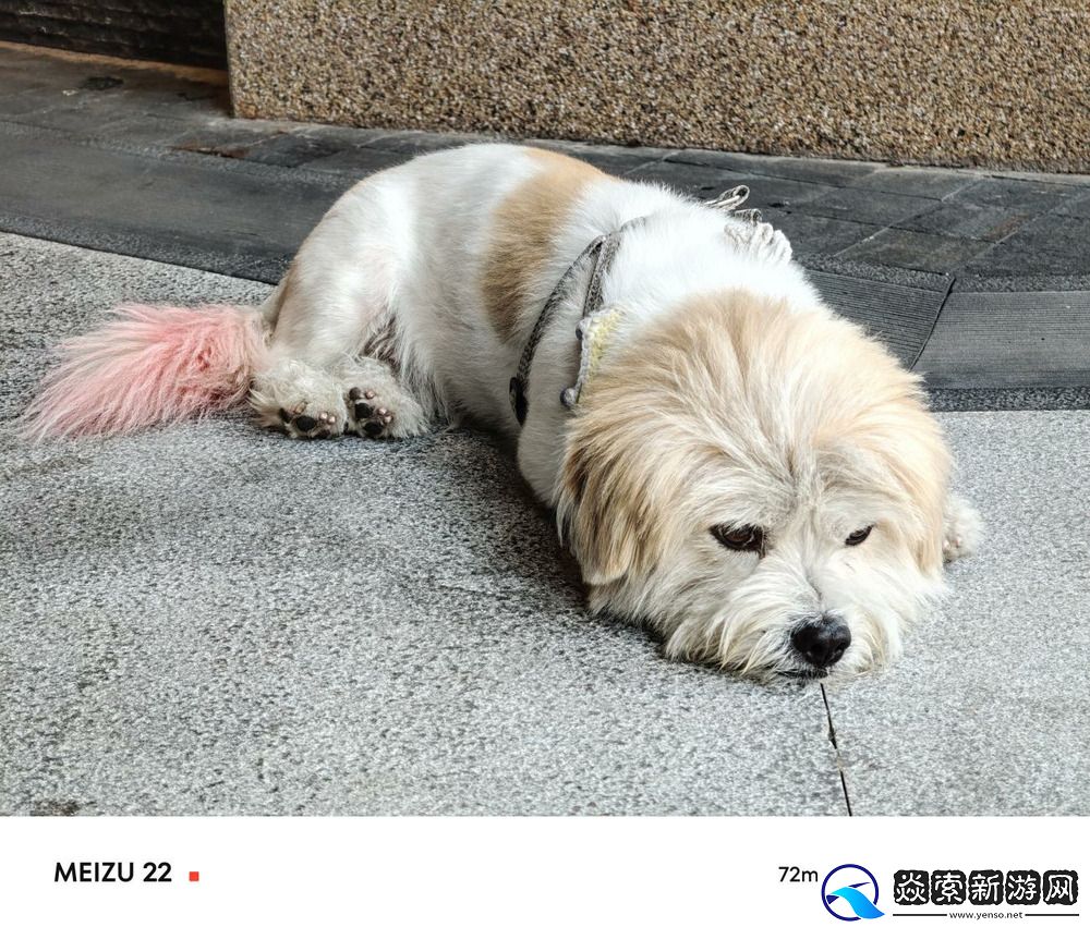 独树一帜的黄金尺寸“颜王”