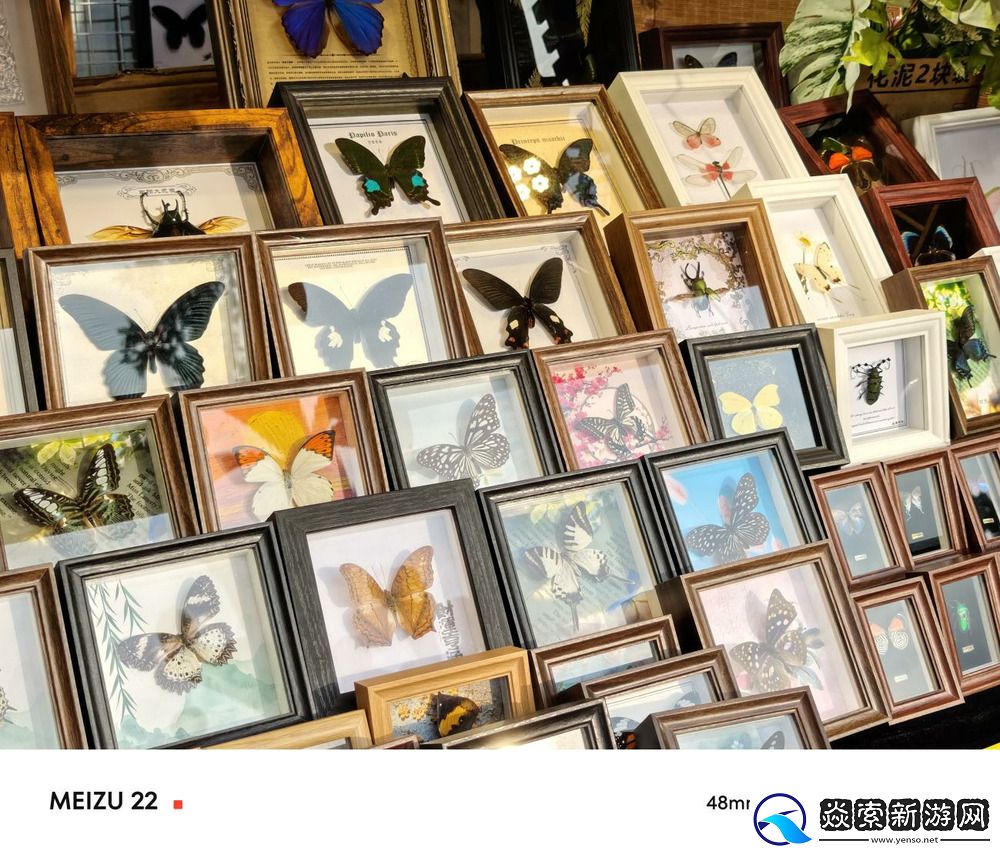 独树一帜的黄金尺寸“颜王”